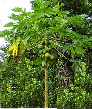 Papaya Herbal Medicine Health Benefits And Side Effects,Yellow Italian Beans