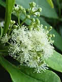 Allspice flower