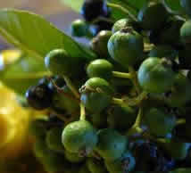 allspice fruit 2