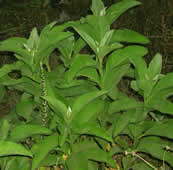 sambong plant