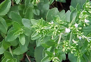 Stevia Leaf