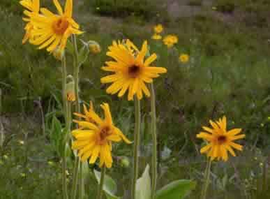 Arnica Montana