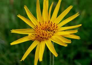 Arnica Montana Flower