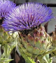 Artichoke flower