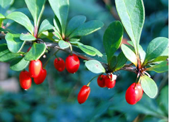 barberry