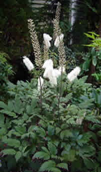 Black cohosh flowers