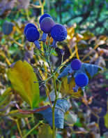 Blue cohosh