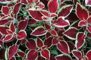 Coleus