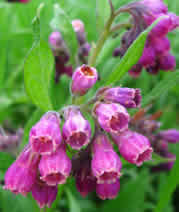 comfrey flower