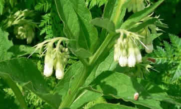 comfrey