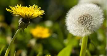 dandelion