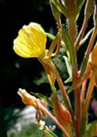 Evening Primrose