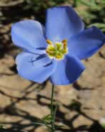 flax flower