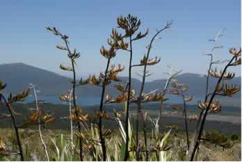 flax plant