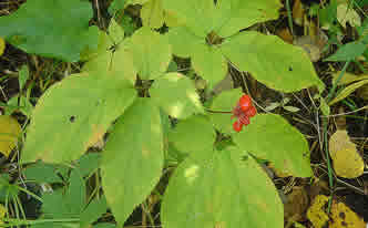 Gingko Biloba Tree