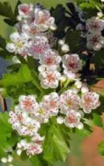 Hawthorn flowers