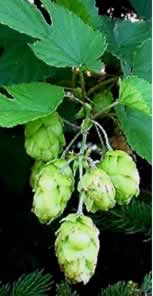 hops fruit