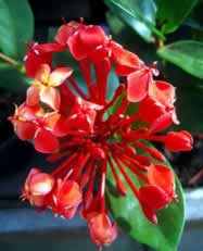 ixora