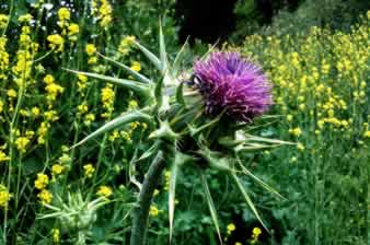 milk thistle