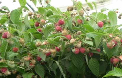Red raspberry